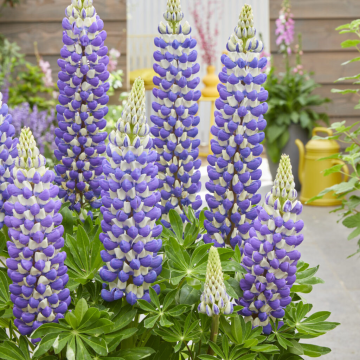Lupinus West Country - Lupin King Canute