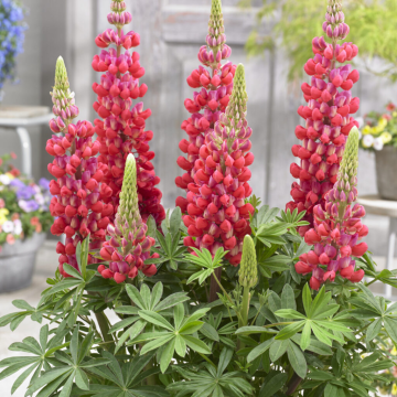 Lupinus West Country - Lupin Red Rum