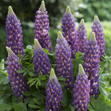 Lupinus West Country Lupins 'Magic Lantern'