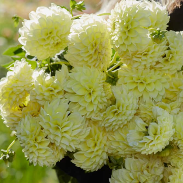 Dahlia Banana Baby