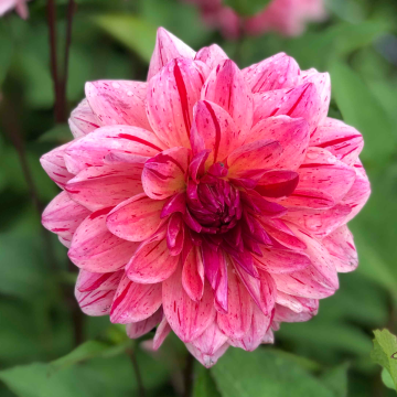 Dahlia Sturm Princess