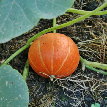 Winter Squash 'Uchiki Kuri'