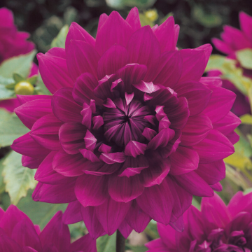 Dahlia Berner-Oberland