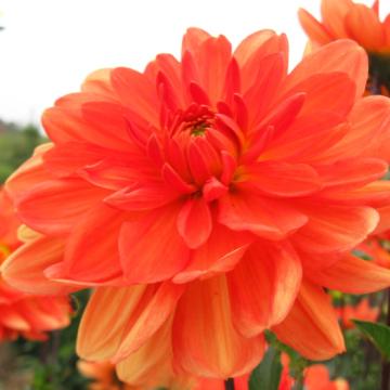 Dahlia Panzers Jubilaum Waterlily