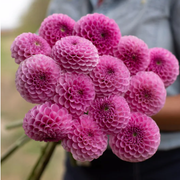 Dahlia Sir Richard