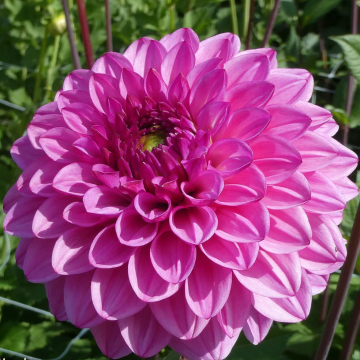 Dahlia Dallas