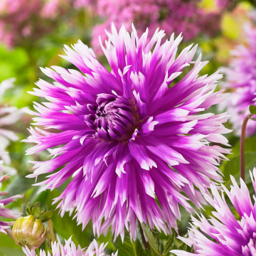 Dahlia Table Dancer