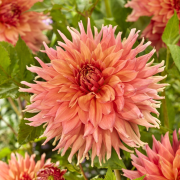 Dahlia Fairway Spur 