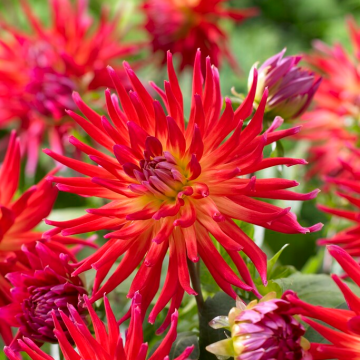 Dahlia Bora Bora