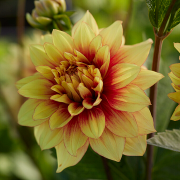 Dahlia Dazzling Sun