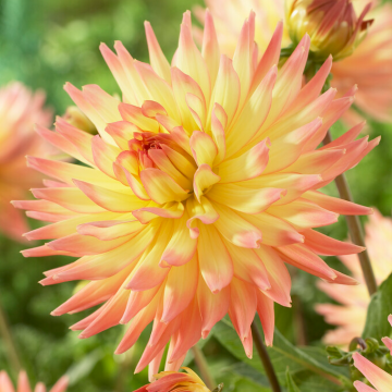 Dahlia Mon Amour