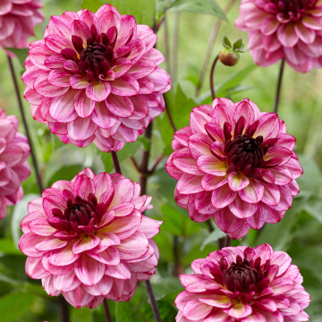 Dahlia Muchacha