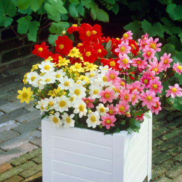 Dahlia Topmix Mixed - Pack of Three Bare Root Plants