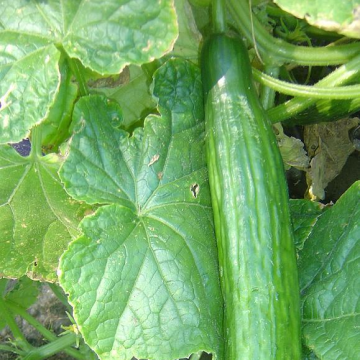 Cucumber Plant Telegraph Improved