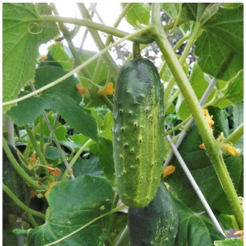 Cucumber Plant Marketmore