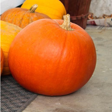 Pumpkin Plant 'Big Max'