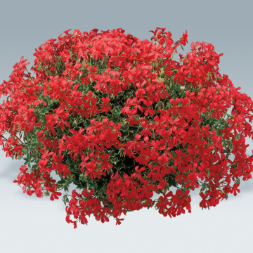 Geranium Red Variegated 'Evka' Ivy Leaf 