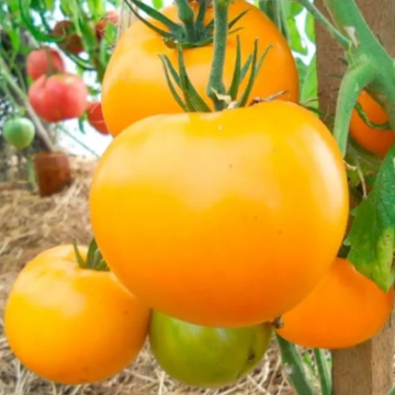 Tomato Plant 'Giraffe'