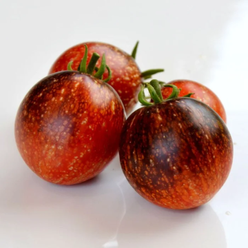 Tomato Plant 'Blue Fire'