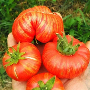Tomato Plant 'Vintage Wine'