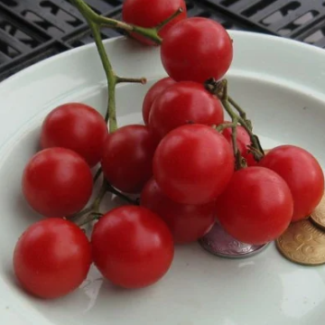 Tomato Plant 'Red Caviar'