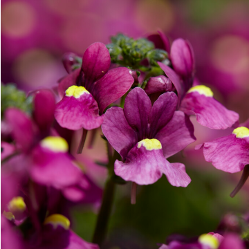 Nemesia fruticans Carmine