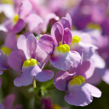 Nemesia fruticans Pink Bicolour