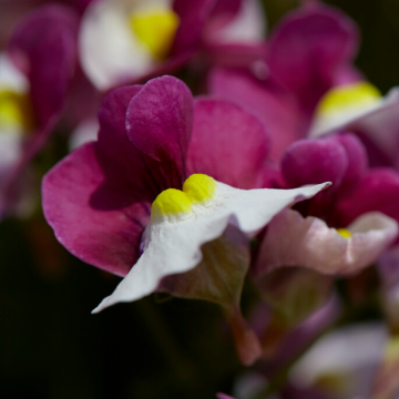 Nemesia fruticans Purple Bicolour