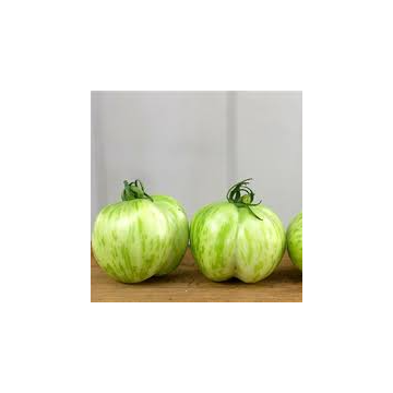 Tomato Plant 'Green Bell Pepper'