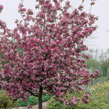 Crabapple Tree - Malus Rudolph