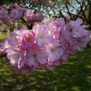 Prunus Beni Yutaka - Cherry Blossom Tree - 150cm