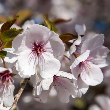 Prunus The Bride - Cherry Blossom Tree