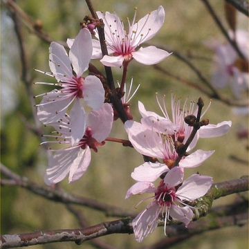 Prunus cerasifera 'Nigra' - Black Cherry Plum - Blossom Tree 