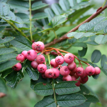 Sorbus Vilmorinii - Vilmorin's Rowan