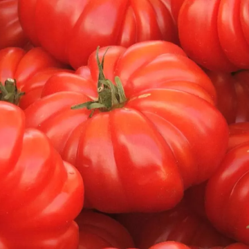 Tomato Plant 'Montserrat'