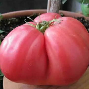 Tomato Plant 'Huveo De Toro (Bull Egg)'
