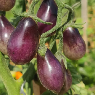 Tomato Plant 'Pear Blue'
