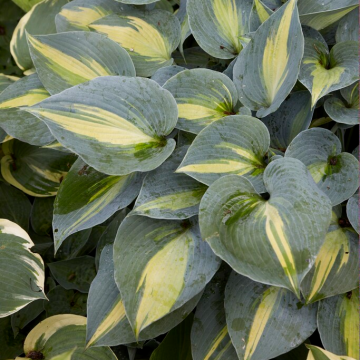 Hosta 'Touch of Class'