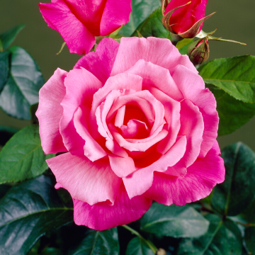 Rose Prima Ballerina - Floribunda Rose 