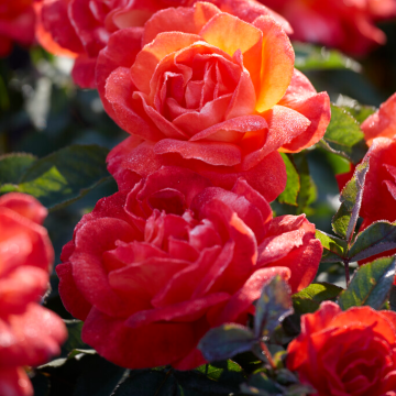 Rose Super Trouper - Floribunda Rose