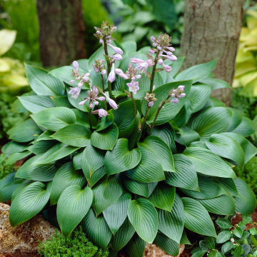 Hosta Devon Green