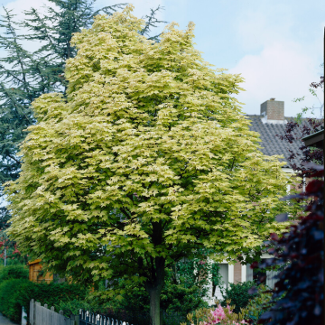 Acer platanoides 'Drummondii' - Variegated Norway Maple Tree - circa 120-140cm