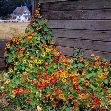 Nasturtium Tall Climbing Mix