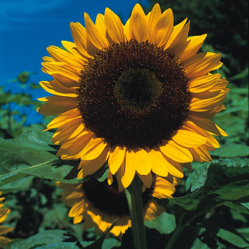 Sunflower Plant - Helianthus Tall Single