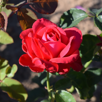 Rosa 'Alec's Red' - Rose