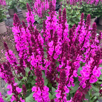 Salvia × sylvestris Rose Marvel