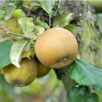 Apple Tree - Egremont Russet (M26) - 120cm