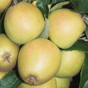 Apple Tree - Herefordshire Russet (MM106)