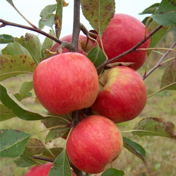 Apple Tree - Red Falstaff (M26) - circa 150cm
