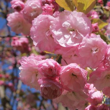 Prunus Pink Perfection  - Cherry Blossom Tree
